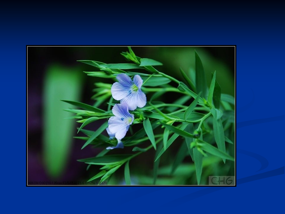 第九章 亚麻.ppt_第2页