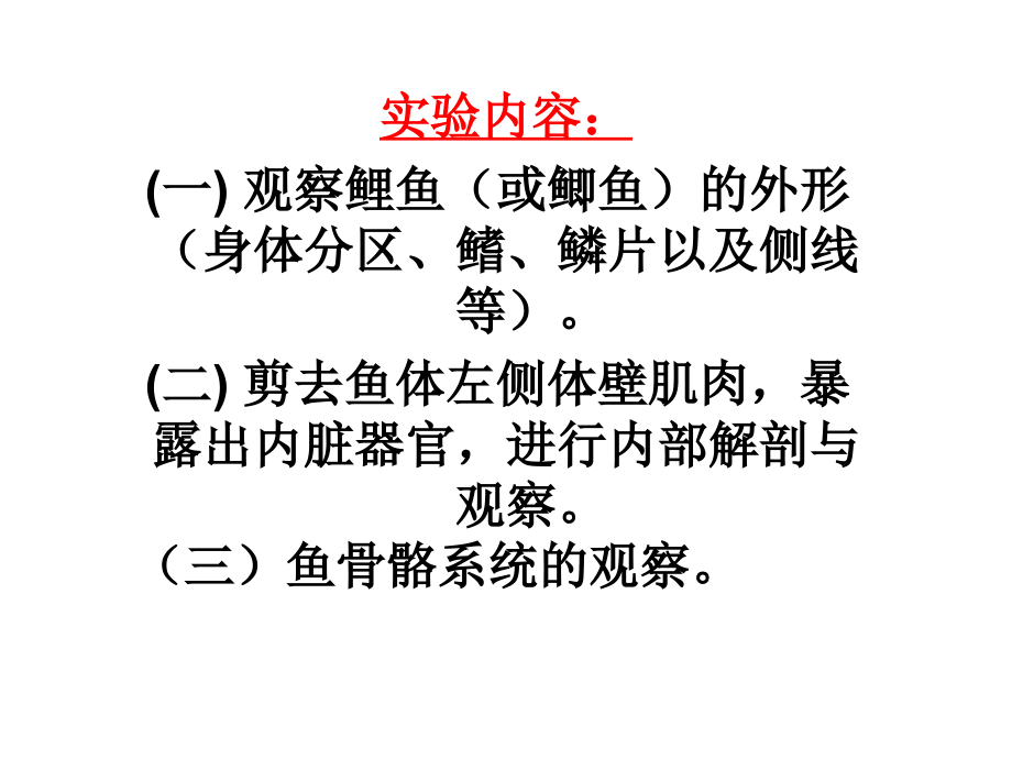 鲤鱼的观察内容.ppt_第1页