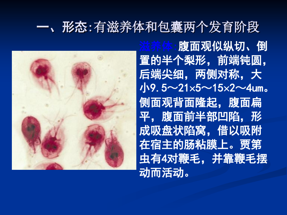 第十五节 蓝氏贾第鞭毛虫.ppt_第2页