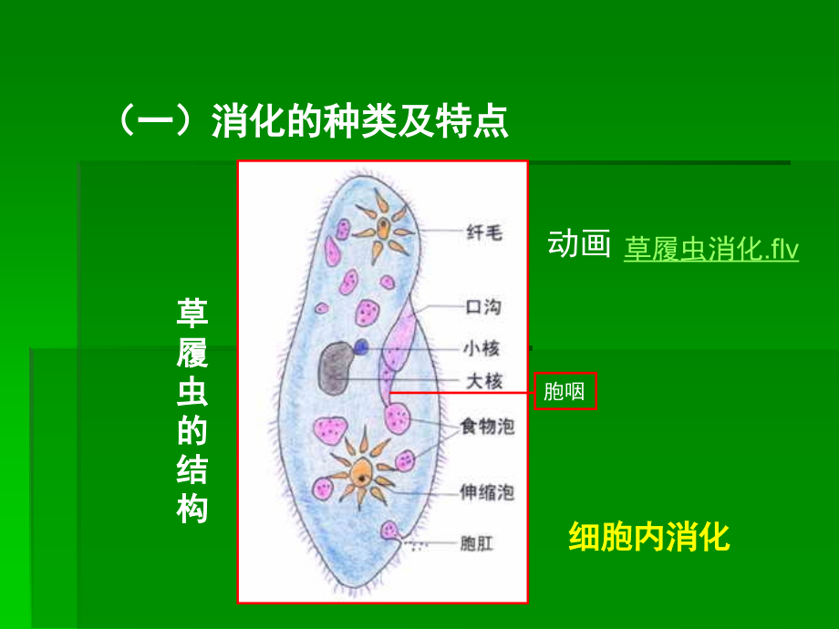 课件 食物的消化.ppt_第2页