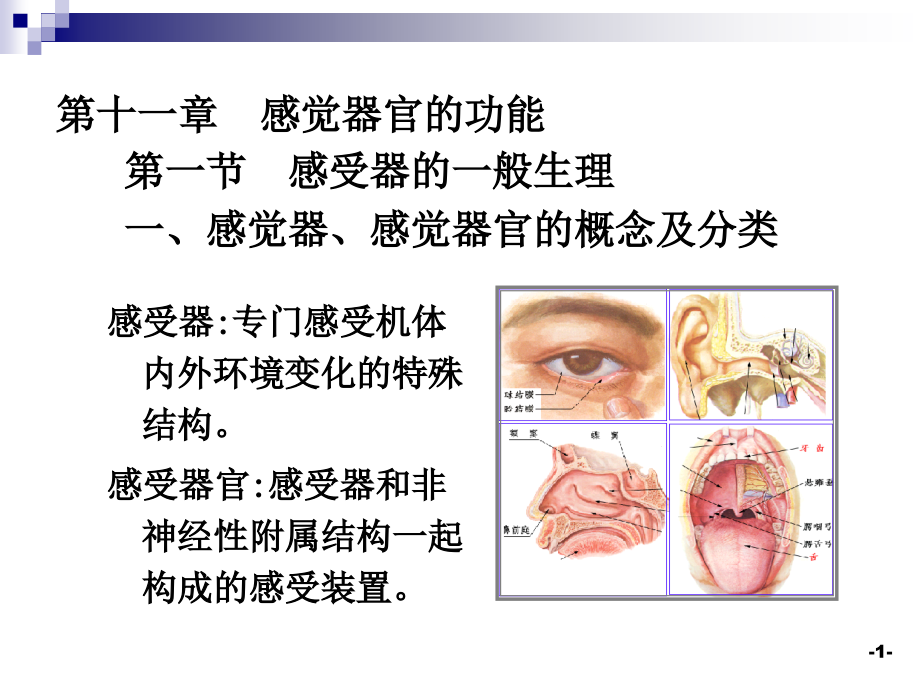 第十一章感觉器官.ppt_第1页