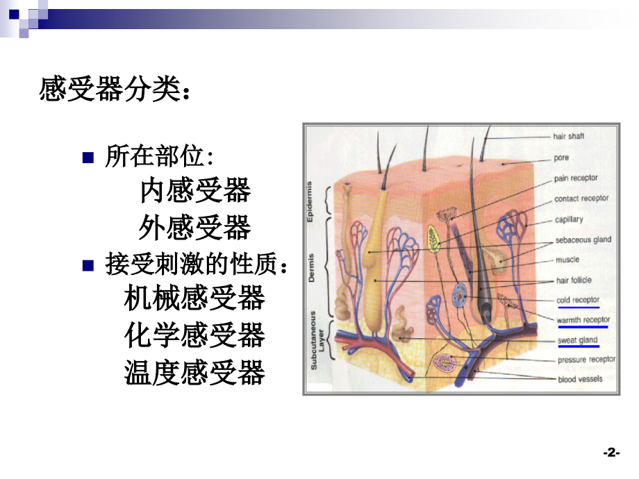 第十一章感觉器官.ppt_第2页