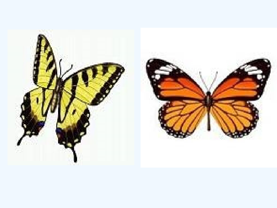 小学数学北师大三年级榆林市二小-张艳霞-轴对称图形.ppt_第2页