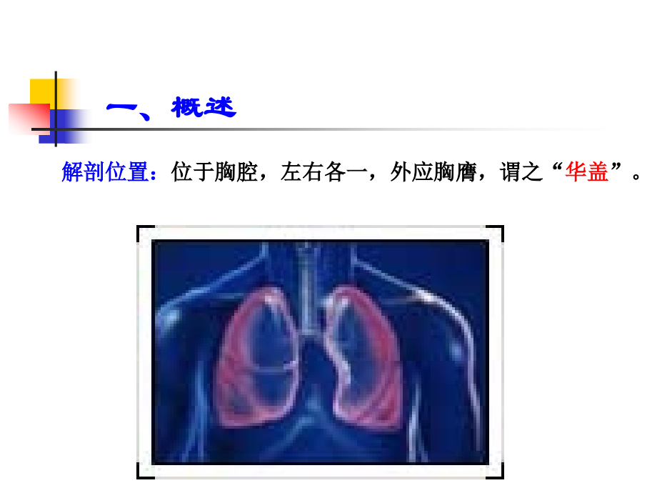 第二节 肺.ppt_第2页