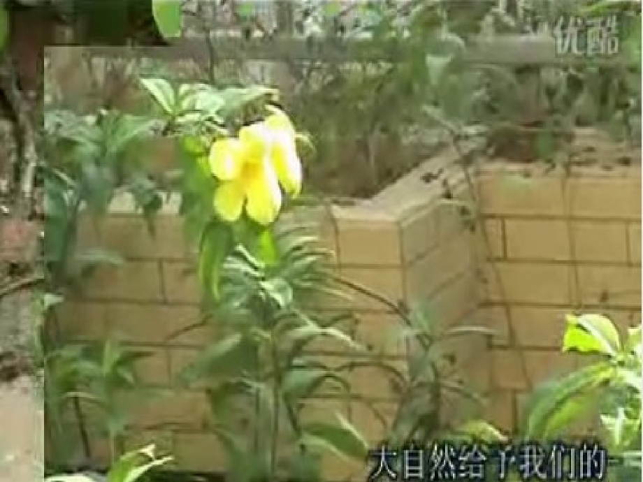 八年级政治下册-关爱大自然-从我做起课件-鲁教版.ppt_第1页