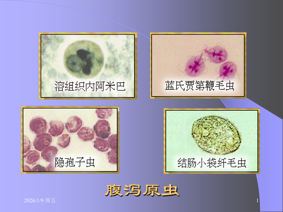 实验课-腹泻原虫.ppt_第1页
