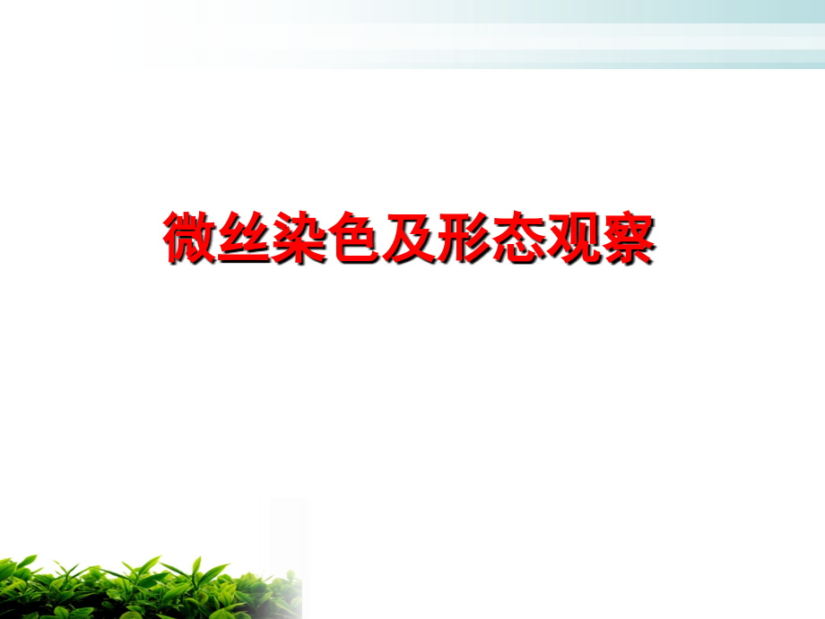 实验8 微丝染色及形态观察.ppt_第1页