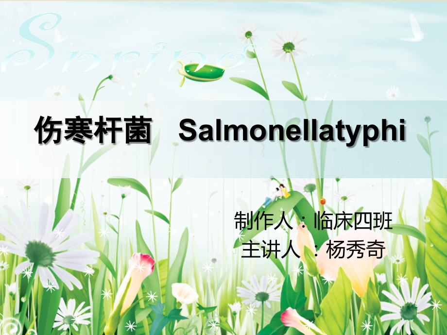 伤寒杆菌 Salmonellatyphi.ppt_第1页