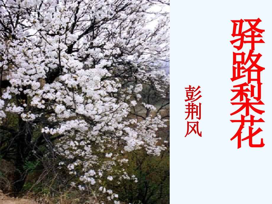 (部编)初中语文人教七年级下册驿路梨花教学课件.pptx_第1页