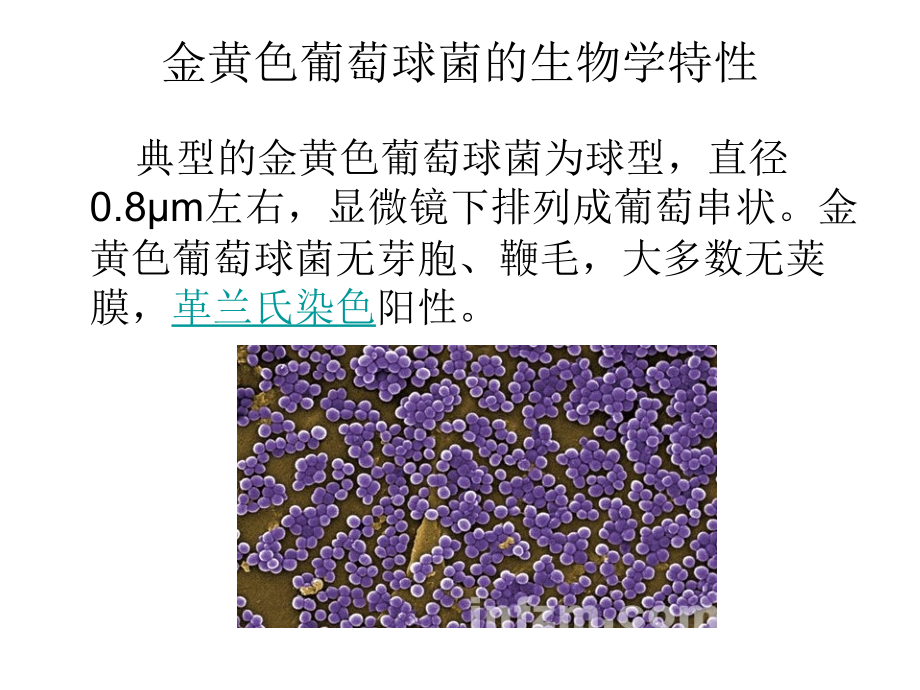 菌落观察.ppt_第2页