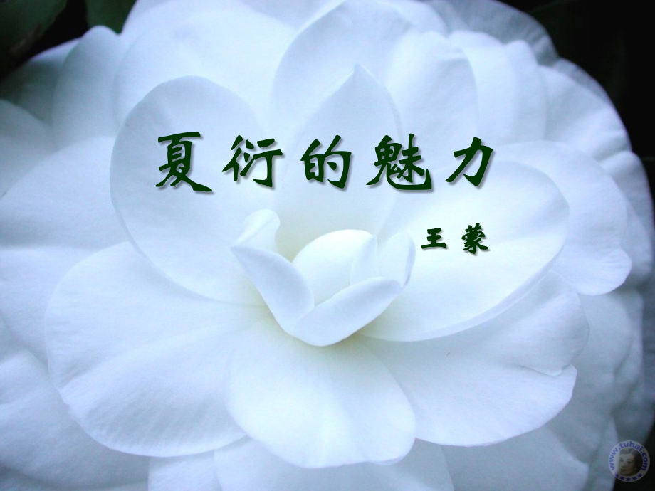 五夏衍的魅力.ppt_第1页