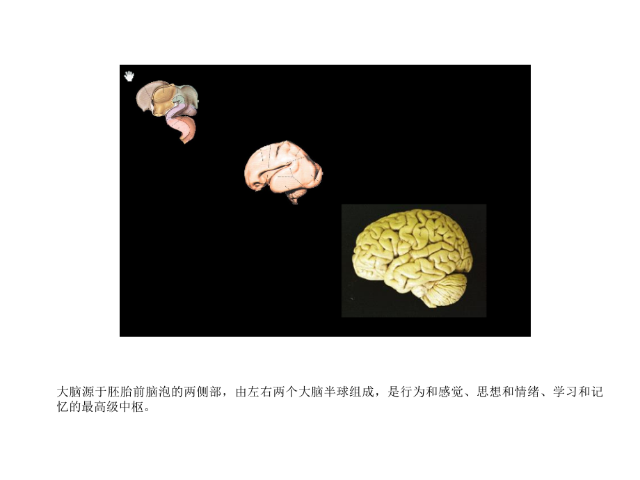 大脑皮层1.ppt_第2页
