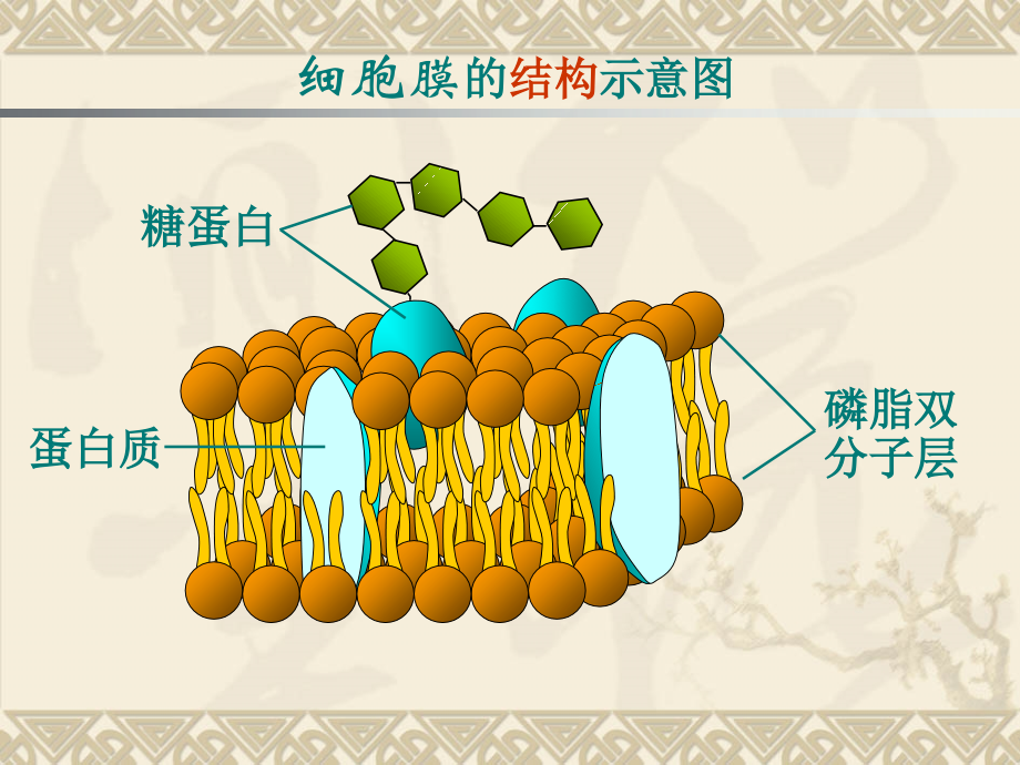 三物质进出细胞的方式.ppt_第1页