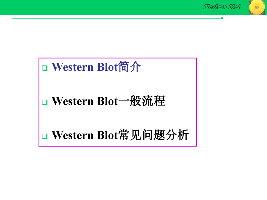 Western blot详解及问题分析.ppt_第2页