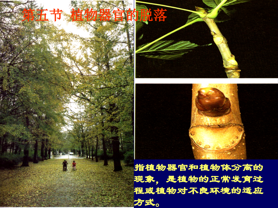 第五节植物器官的脱落.ppt_第2页