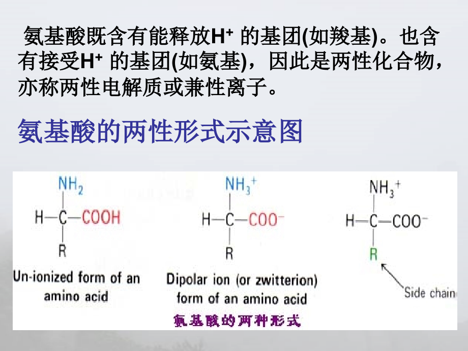 氨基酸的等电点的计算.ppt_第2页