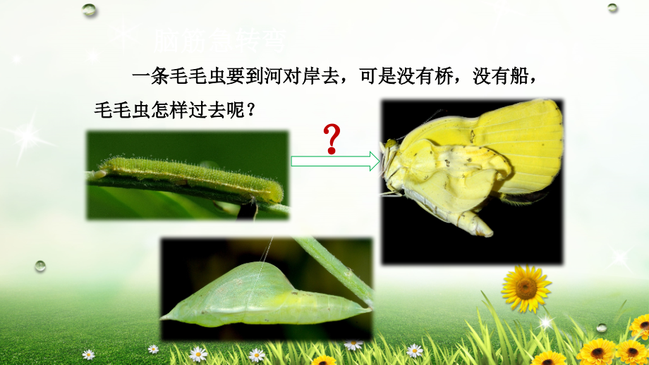 第二节昆虫的生殖和发育.pptx_第2页