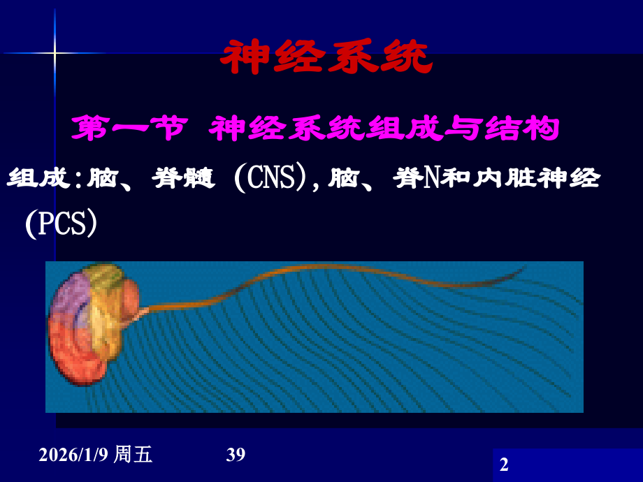 神经系统-药学13ppt.ppt_第2页