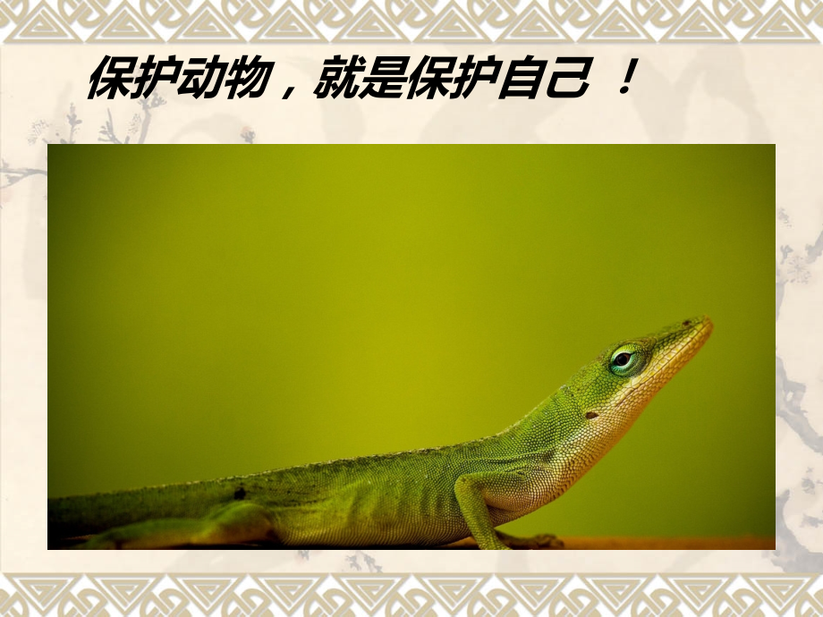保护动物-我们在行动.ppt_第2页