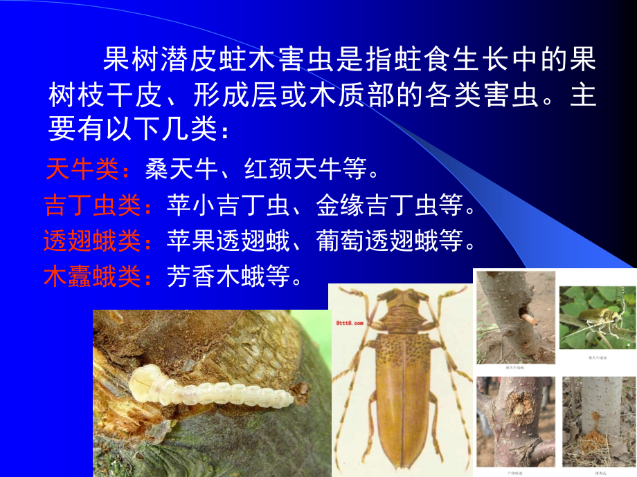 第三章 果树害虫(6-8节).ppt_第2页