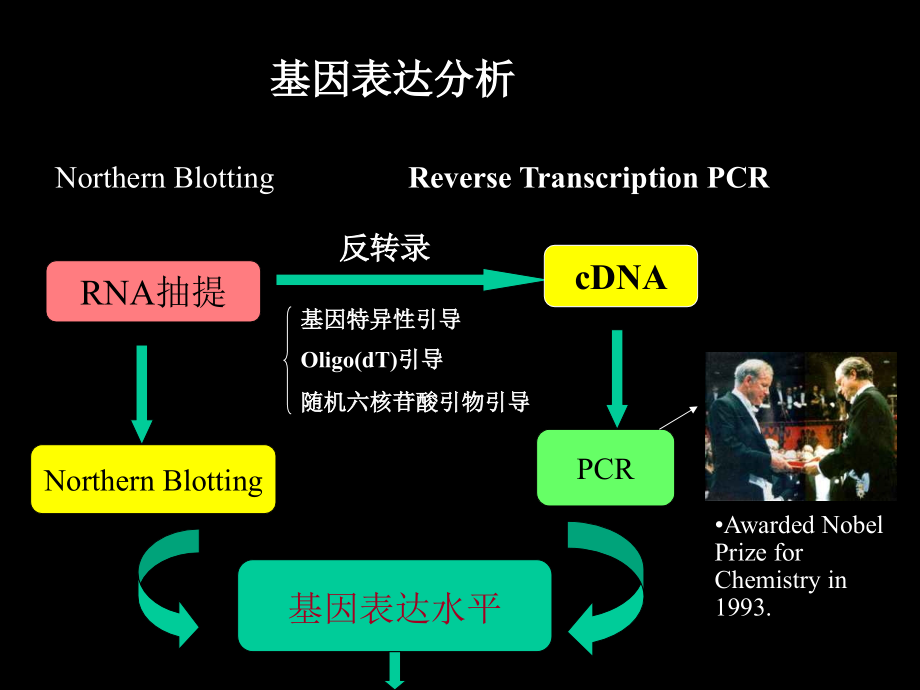 基因表达检测---RT-PCR.ppt_第2页