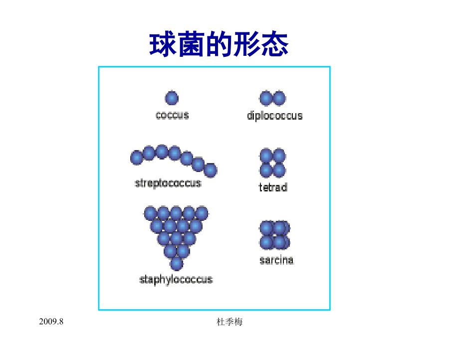 球菌实验图片课件.ppt_第2页