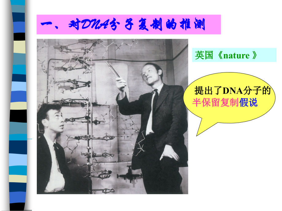 DNA复制和蛋白质合成.ppt_第2页