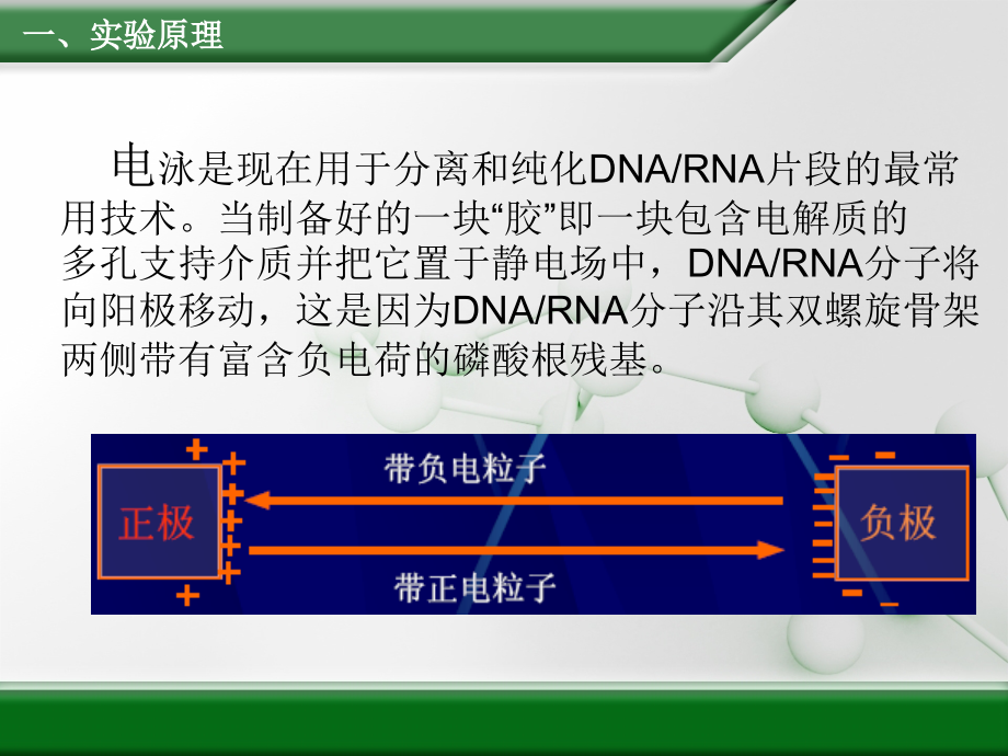 琼脂糖凝胶电泳.ppt_第2页