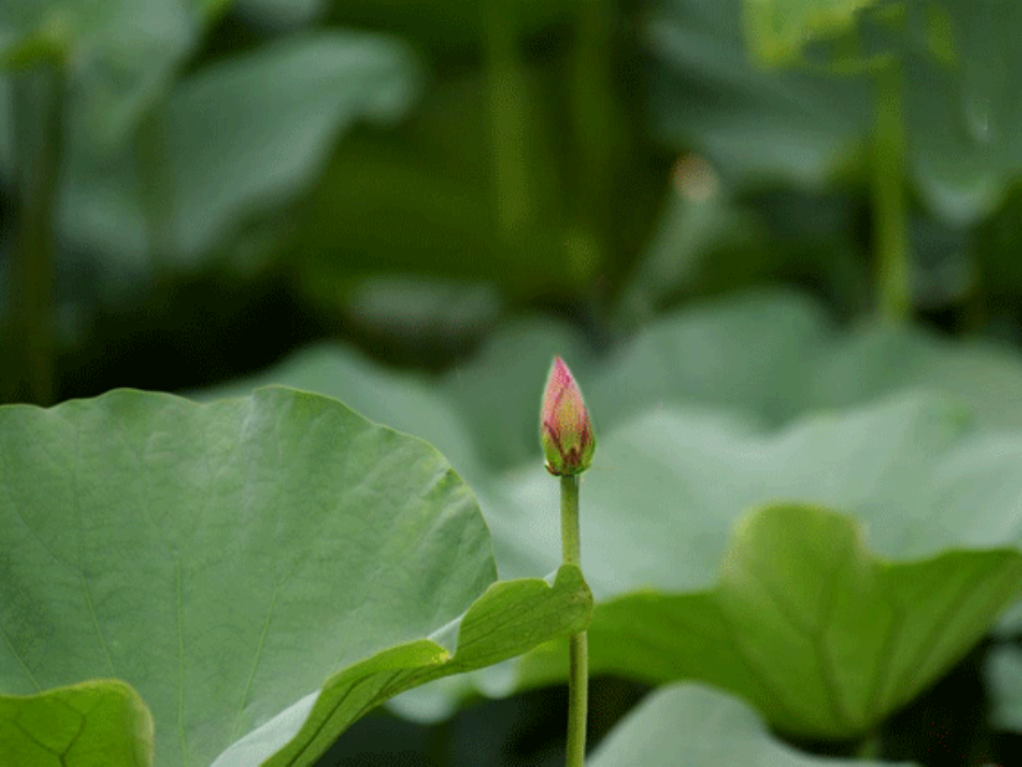 小青蛙找家课件.ppt_第1页