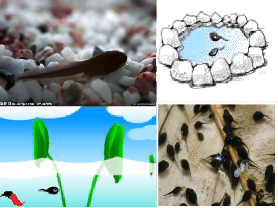 小青蛙找家课件.ppt_第2页