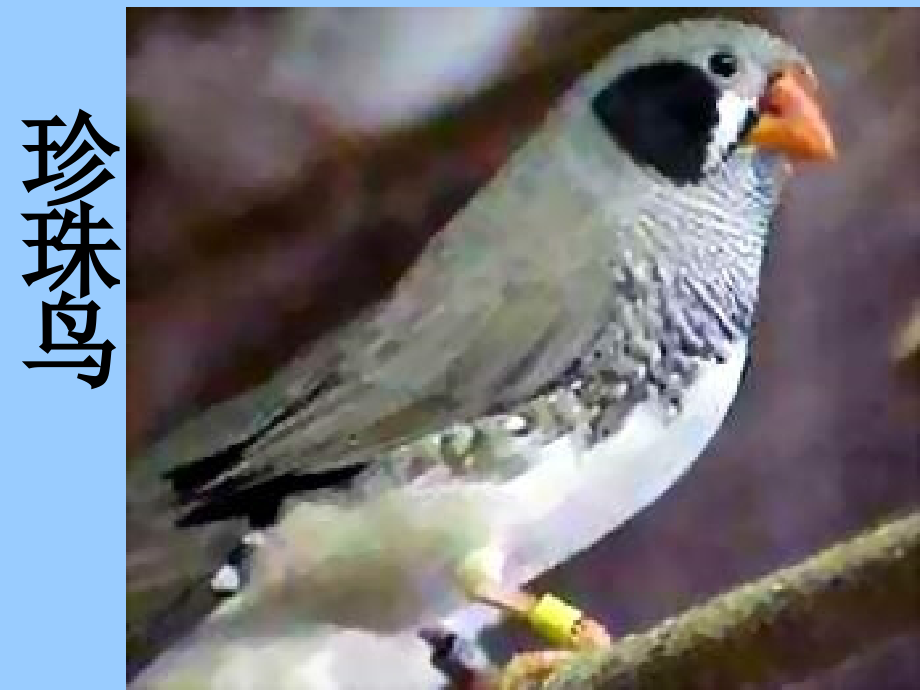 《珍珠鸟》的课件.ppt_第1页