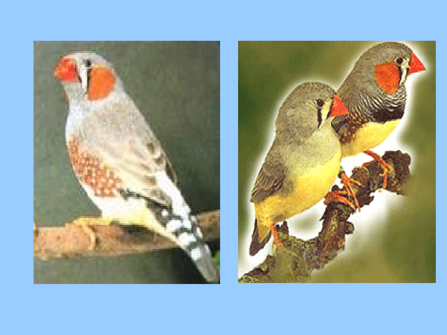 《珍珠鸟》的课件.ppt_第2页