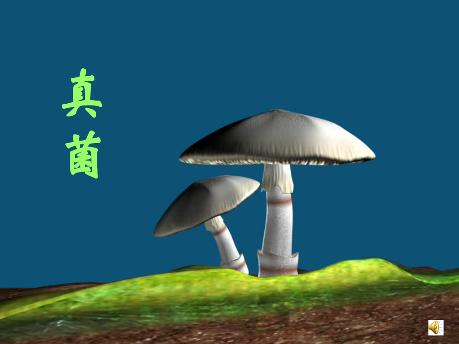 第三章 真菌.ppt_第1页