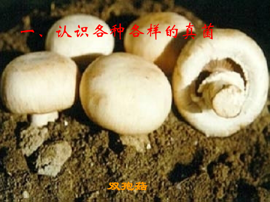 第三章 真菌.ppt_第2页