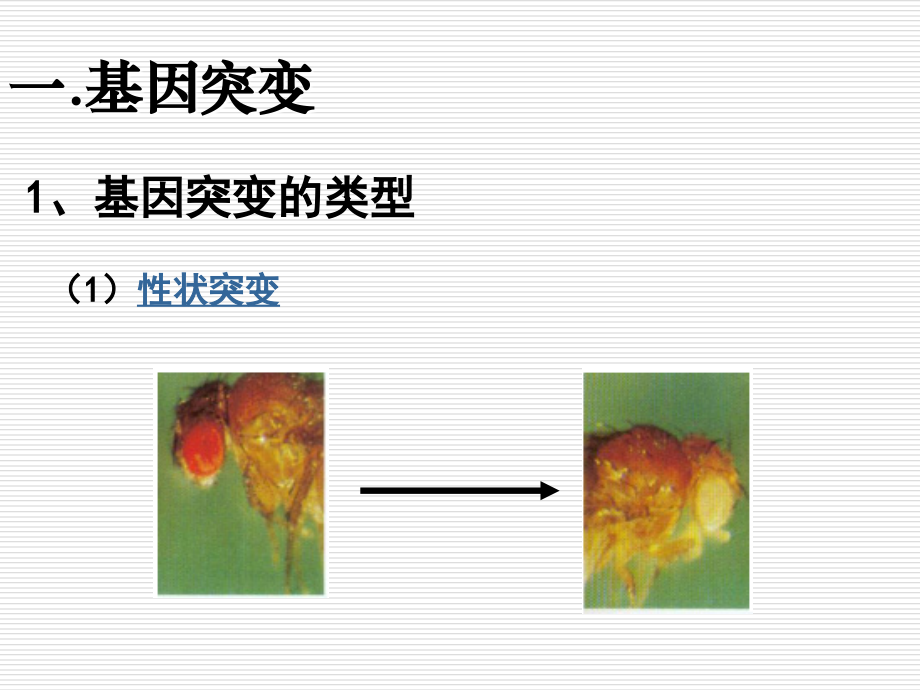生物变异的来源PPT课件.ppt_第2页