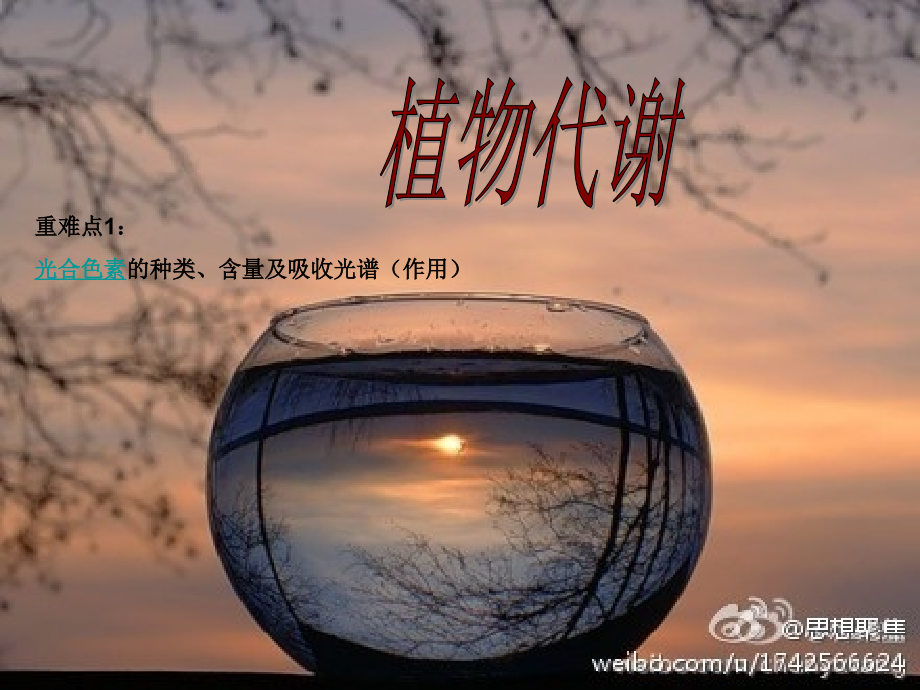 光合作用(光合色素).ppt_第1页