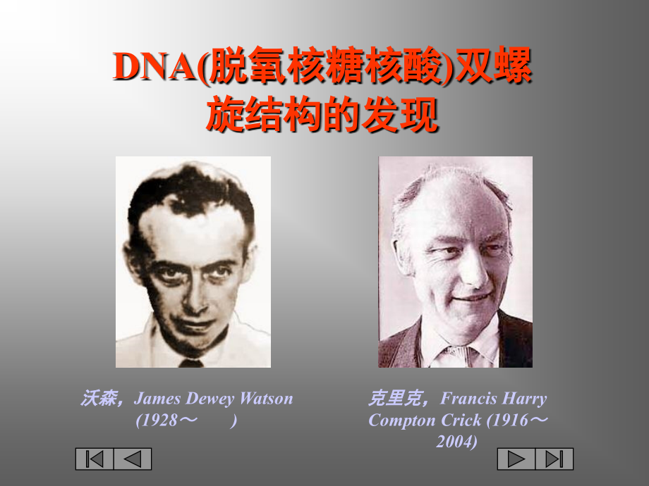 DNA的结构、基因的概念.ppt_第2页