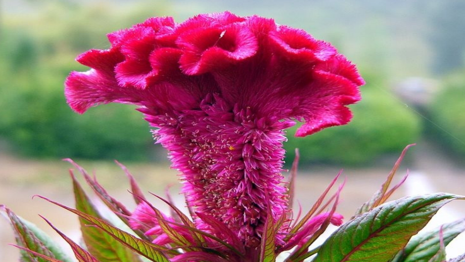 白色的金盏花.ppt_第2页