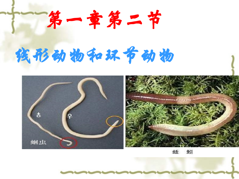 人教版八年级生物线形动物和环节动物.ppt_第1页