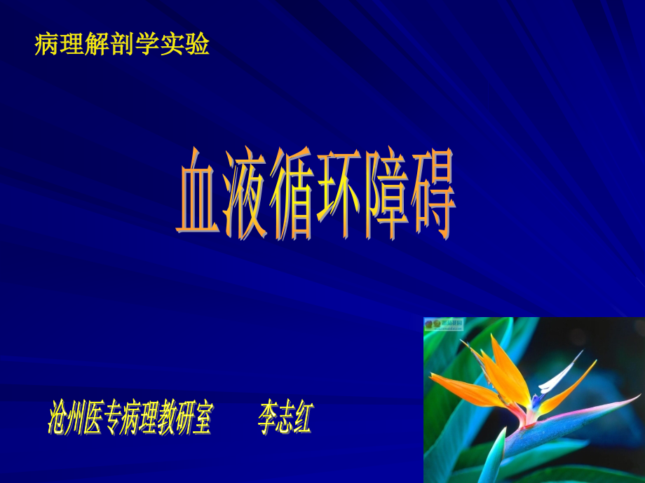 慢性肝肺淤血.ppt_第1页