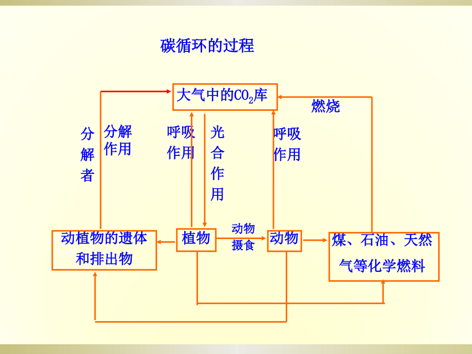 碳循环的过程.ppt_第1页
