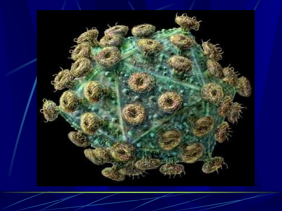 检测CD4CD8T淋巴细胞的意义续.ppt_第2页