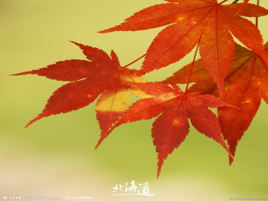 火红的枫叶-留.ppt_第1页