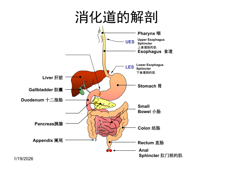 促胃动力药剖析.ppt_第2页