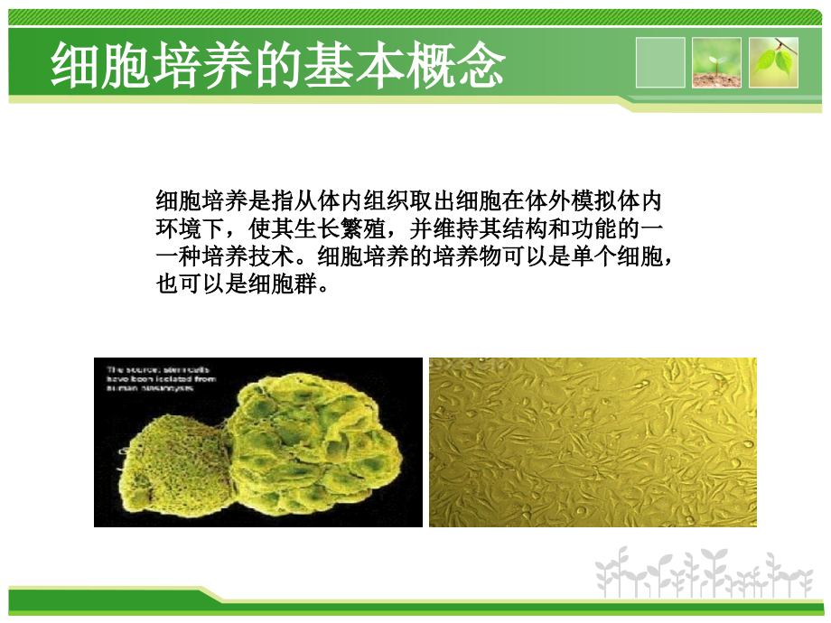 细胞培养的基本方法.ppt_第2页