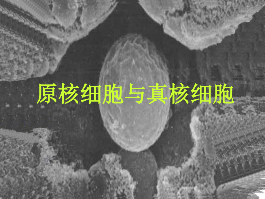 原核细胞与真核细胞.ppt_第1页