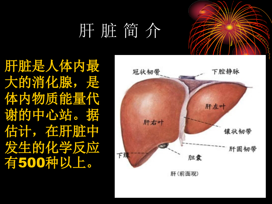 常见肝病成因与防治-(1).ppt_第2页