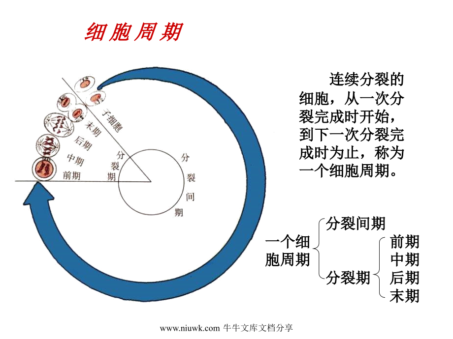 细胞的增殖癌变和衰老.pptx_第1页
