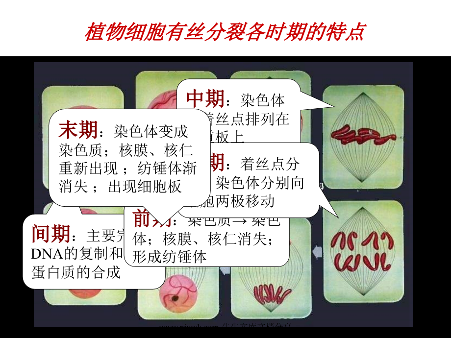 细胞的增殖癌变和衰老.pptx_第2页