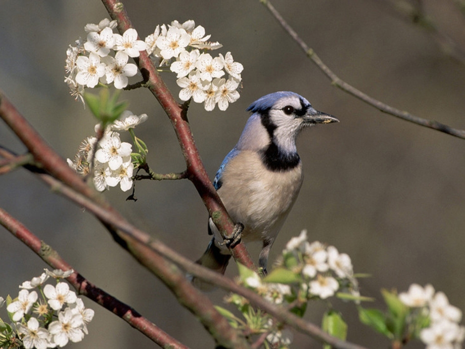 《鸟孩子》课件.ppt_第2页